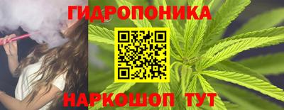 шишки Кингисепп