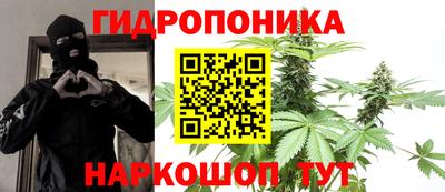 шишки Кингисепп